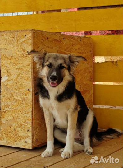 Собака в добрые руки