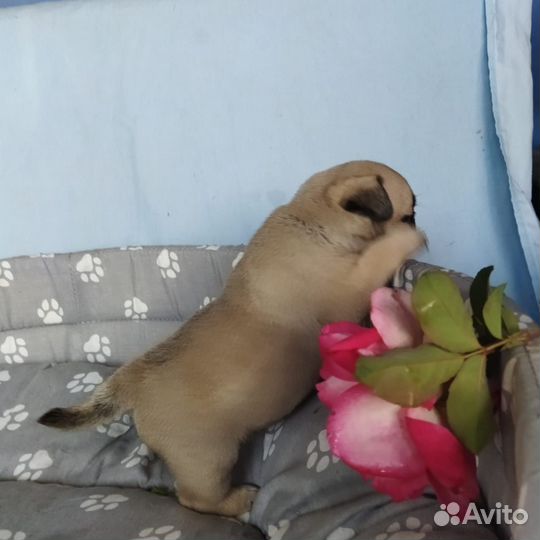 Щенки мопса