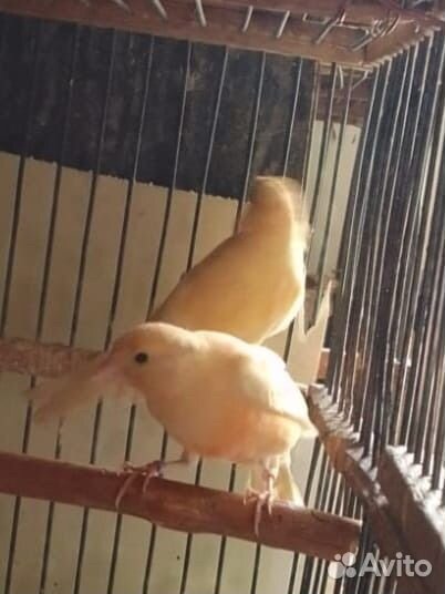 Продаются декоративные птицы:канарейки и амадины