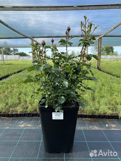 Роза флорибунда Розе де Хоффнун- Rose der Hoffnung