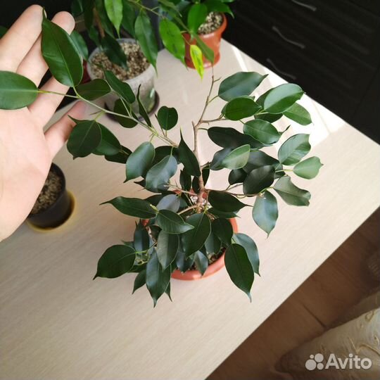 Фикус бенджамина