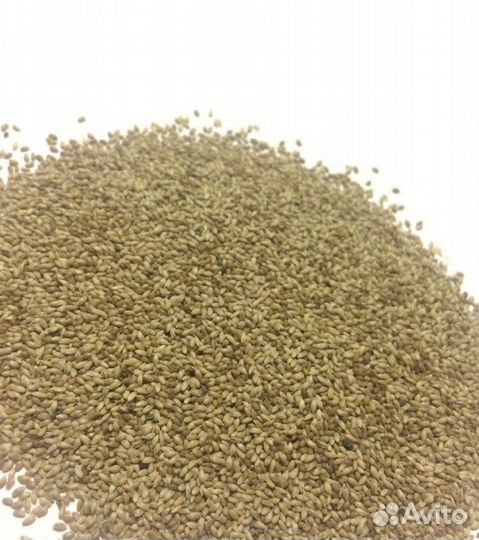 Семена Тимофеевка, Сорта: Утро