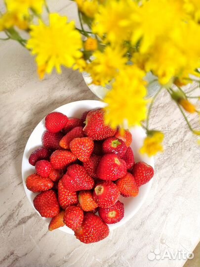 Продам усы ремонтантной клубники