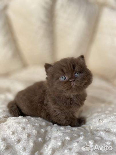 Британский шоколадный котенок