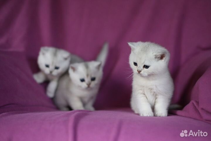 Британские серебристые шиншиллы