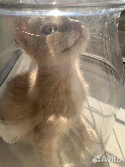 Котенок - лисенок Петечка