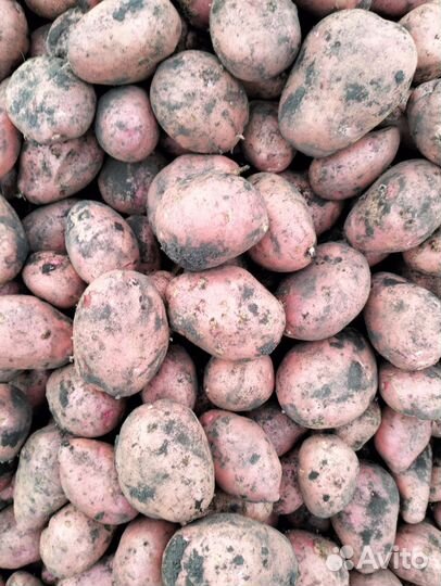 Продам картофель оптом