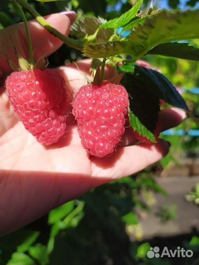 Саженцы малины