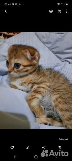 Британские котята