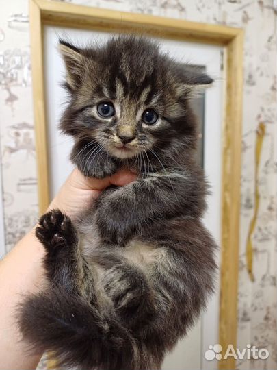 Котенок в дар