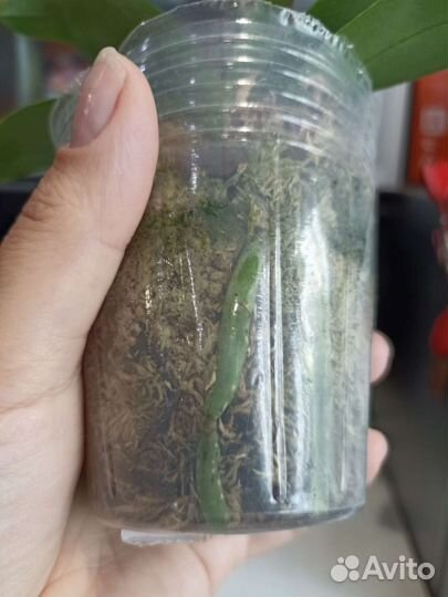 Орхидея фаленопсис мини шангрила