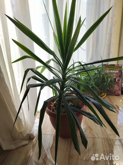 Комнатные цветы драцена