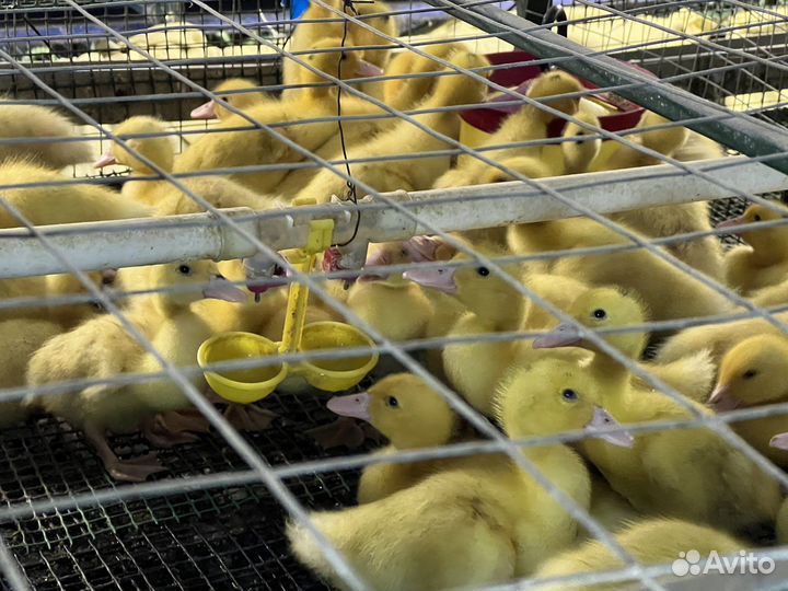 Индюшата cross Биг-6, бройлеры, утята, гусята