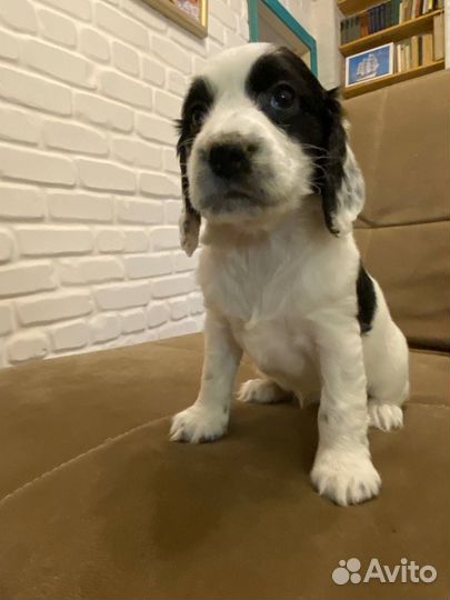 Русский спаниель