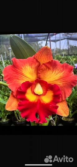 Орхидея каттлея