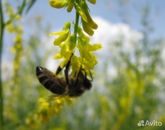 Мёд 24 года из Алтая опт
