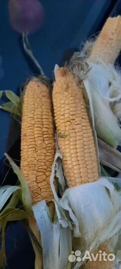 Кукуруза 2ой сорт