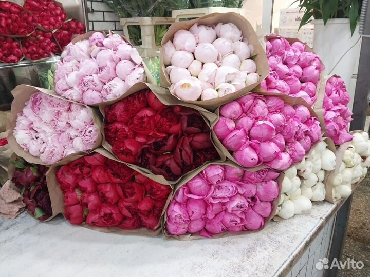 Купить пионы, пионы красивые с доставкой