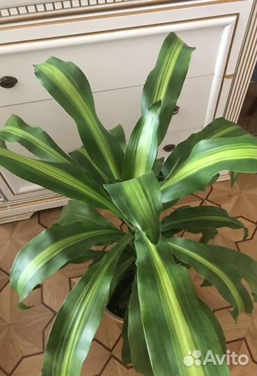 Комнатные цветы драцена