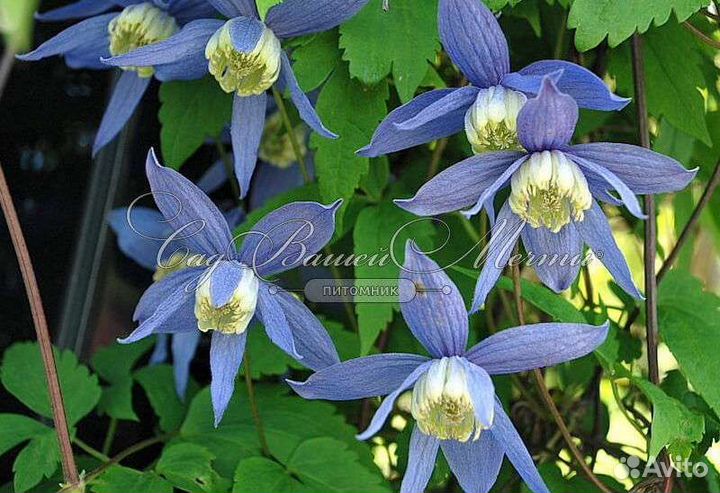 Клематис альпийский / Clematis alpina