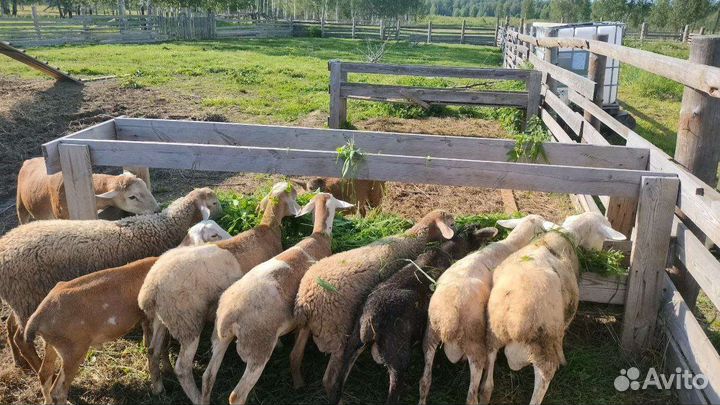 Катумский баран