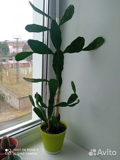 Кактус опунция