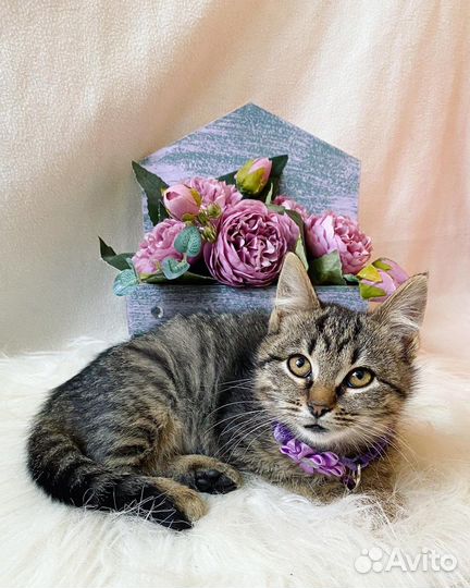 Котенок