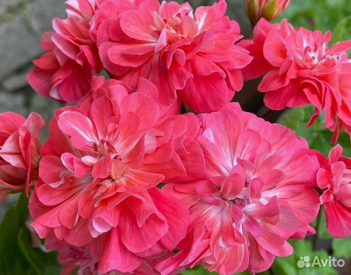 Пеларгонии герани зонартики Pg. Ragnar и др