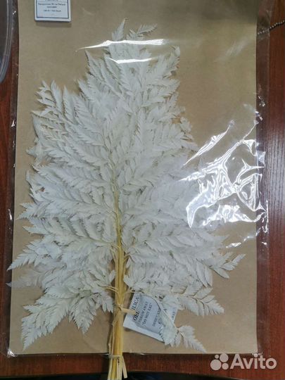 Папоротник стабилизированный