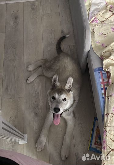 Щенок крупный