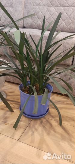 Комнатные цветы кливия