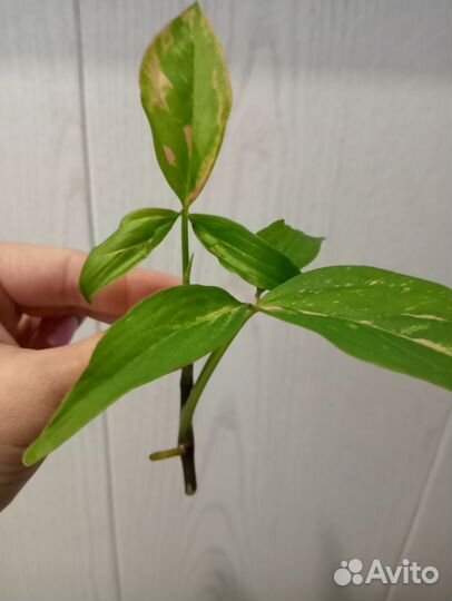 Сингониум Ред спот триколор