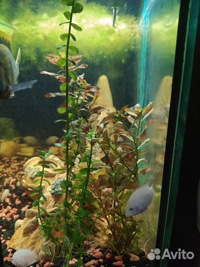 Аквариумные водоросли