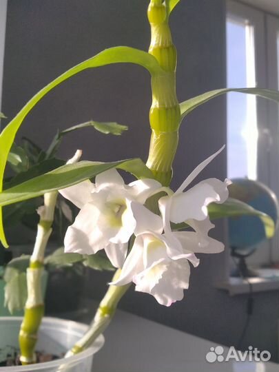 Орхидея дендробиум Нобиле