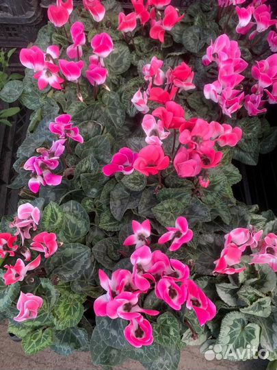 Хвойные и цветущие растения