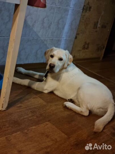Продам лабрадора