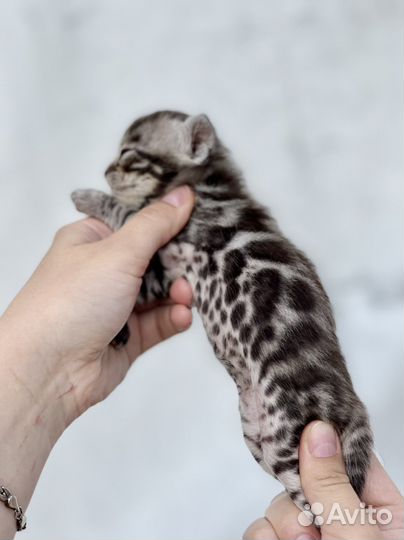 Бенгальские Серебряные котята с документами