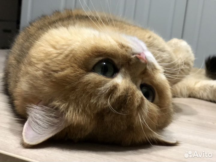 Кот Малыш