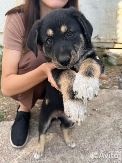 Собака в добрые руки