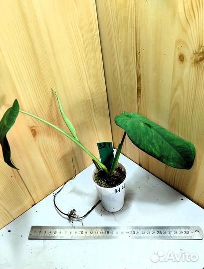 Сингониумы разные