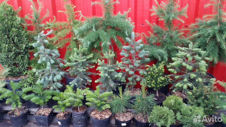 Саженцы хвойных