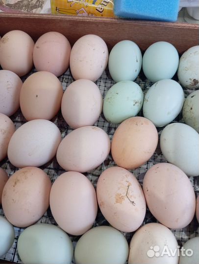 Инкубационное яйцо кур