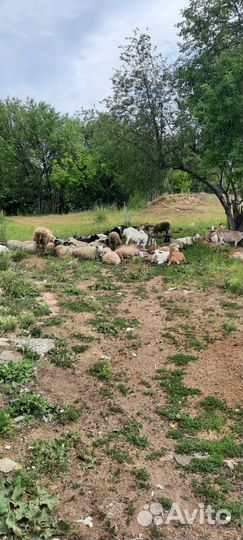 Овцы бараны на мясо