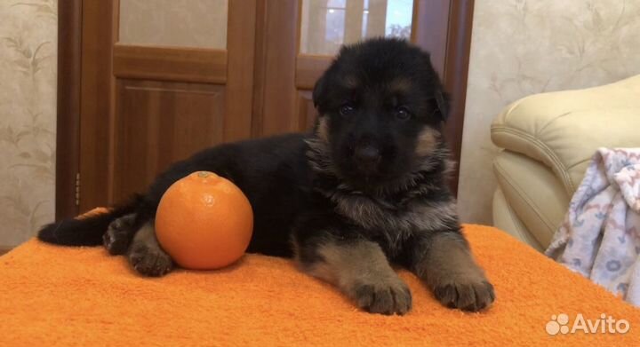 Немецкая овчарка. Щенки