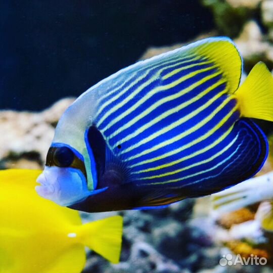 Обслуживание чистка аквариумов и прудов