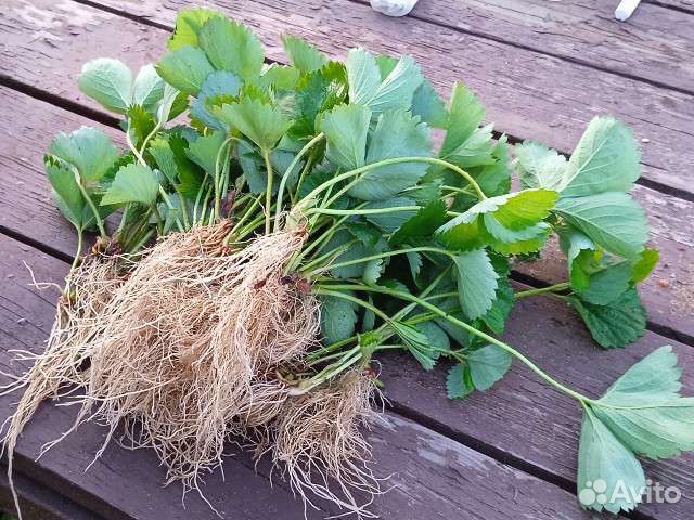 Рассада клубники