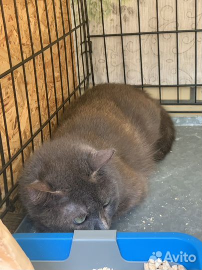 Нежная кошка