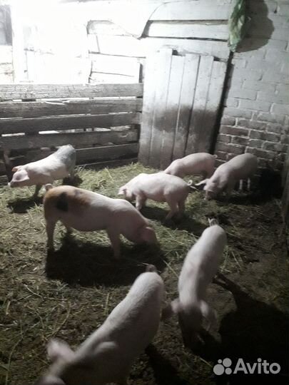 Поросенок ландрас