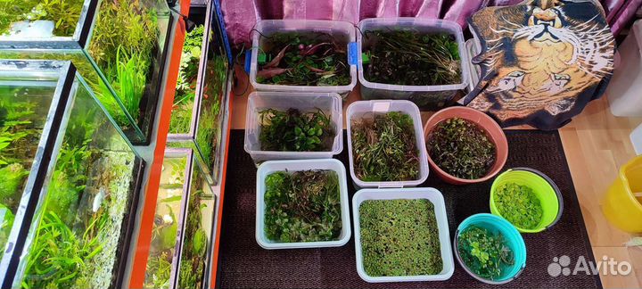 Аквариумные растения прополка