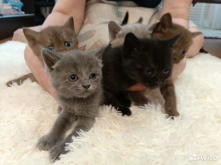 Британские котята